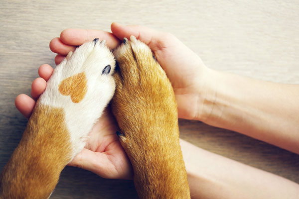 person holding dog paws